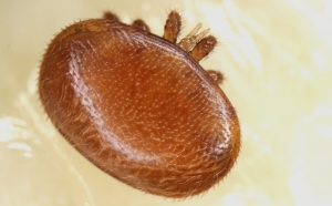 Varroamilbe (Varroa destructor) - Blick auf den Rückenschild
